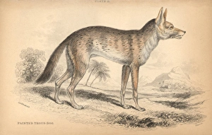 Variegated Gallery: Variegated jackal, Canis aureus soudanicus