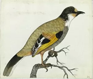 Passerine Collection: Variegated Laughingthrush