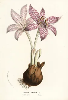 Variegated Gallery: Variegated meadow saffron, Colchicum variegatum