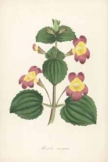 Variegatus Prints: Variegated monkey flower, Erythranthe luteus var. variegatus