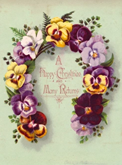 Images Dated 1st December 2015: Variegated pansies on a Christmas card