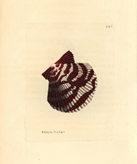 Variegated Gallery: Variegated scallop, Chlamys varia