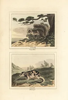 James Smith Barr Prints: Variegated squirrel and spotted cuscus