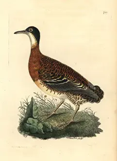 Thenaturalistsmiscellany Prints: Variegated tinamou, Crypturellus variegatus