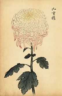 Chrysanthemum Prints: Variegated white and pink chrysanthemum