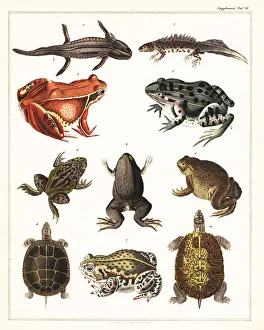 Herpetology Prints: Varieties of amphibians, frogs and turtles