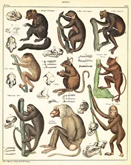 Varieties of apes