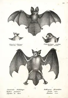 Varieties of bats