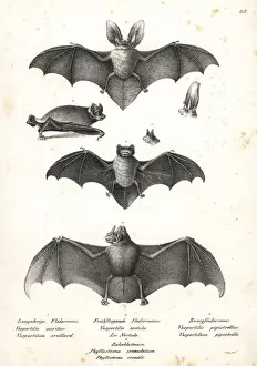 Varieties of bats