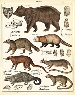 Panda Prints: Varieties of bears