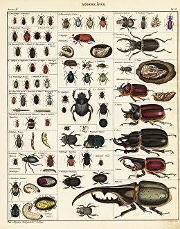 Pupa Prints: Varieties of beetles