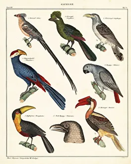 Mayer Prints: Varieties of birds