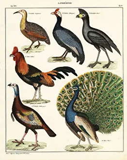 Varieties of birds