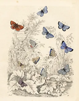 Adonis Gallery: Varieties of blue butterflies