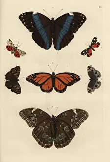 Varieties of butterflies including a swallowtail
