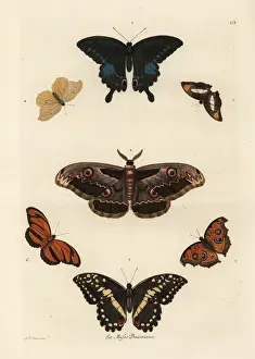 Varieties of butterflies including a swallowtail