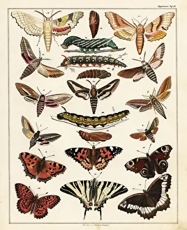 Moths Prints: Varieties of butterflies, moths, etc