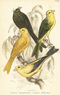 Varieties of canaries, Serinus canaria domestica