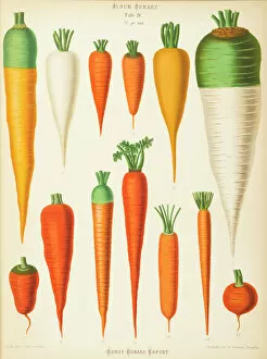 1876 Collection: Varieties of carrot (daucus)