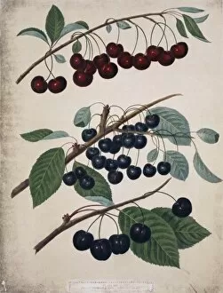 Amygdaleae Gallery: Three varieties of cherries