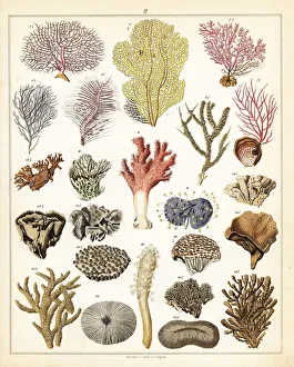 Allgemeine Gallery: Varieties of corals