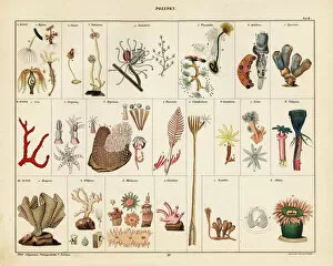 Allgemeine Gallery: Varieties of corals, seafans, polyps and sea anemones