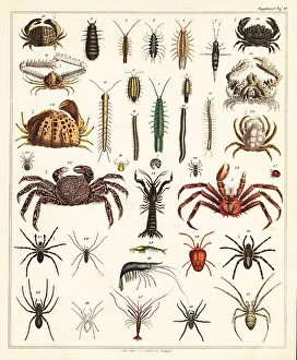 Varieties of crabs and spiders