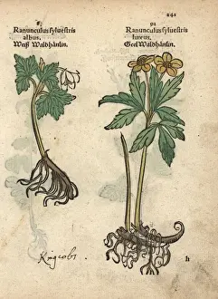 Buttercup Prints: Varieties of crowfoot, Ranunculus sylvestris
