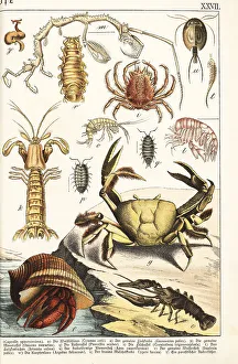 Ichthyology Prints: Varieties of crustaceans