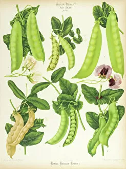 Ernst Collection: Varieties of edible-podded pea, or sugar pea