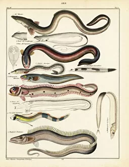 Sand Collection: Varieties of eel