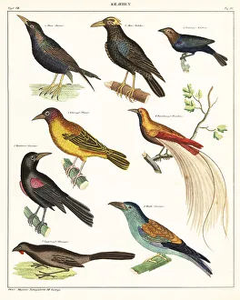 Starling Prints: Varieties of exotic birds