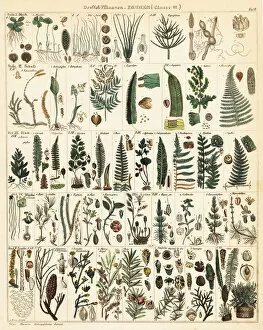 Allgemeine Gallery: Varieties of fern
