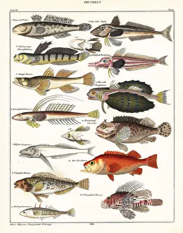Dragonet Prints: Varieties of fish