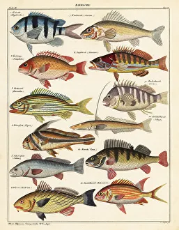 Varieties of fish