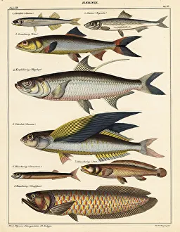 Varieties of fish