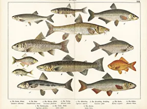 Ichthyology Prints: Varieties of fish