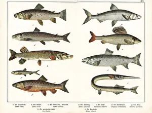 Ichthyology Prints: Varieties of fish