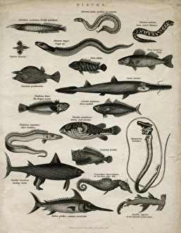Images Dated 14th November 2011: Varieties of fish