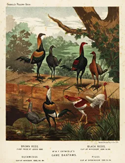Breeding Collection: Varieties of game bantams bred by W. F. Entwistle