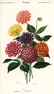 Gardening Prints: Varieties of garden dahlias, Dahlia pinnata