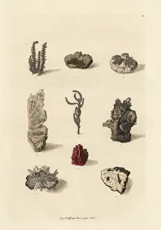 Naturalien Cabinet Prints: Varieties of gold and silver ores
