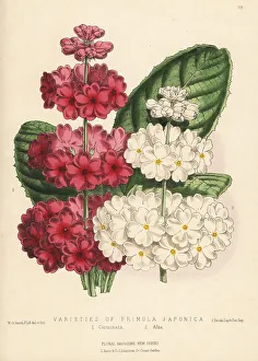 Alba Prints: Varieties of Japanese primrose, Primula japonica