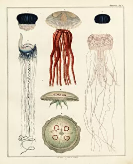 Alle Gallery: Varieties of jellyfish