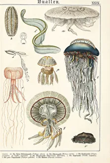 Varieties of jellyfish