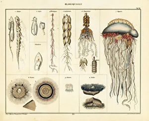 Allgemeine Gallery: Varieties of jellyfish, siphonophores and medusae