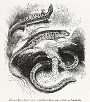 Anguis Gallery: Three varieties of lizard