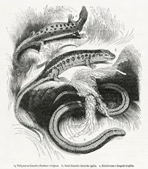 Images Dated 16th December 2019: Three varieties of lizard