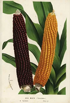 Serres Gallery: Varieties of maize or corn, Zea mays (Zea mais)