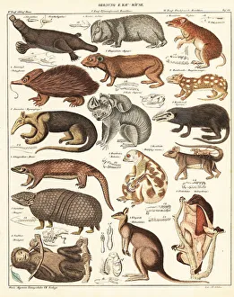 Varieties of marsupials